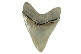 Serrated, Fossil Megalodon Tooth - Collector Quality Meg #238954-2